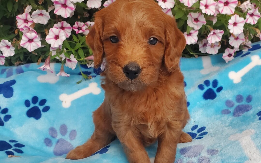 Boy 6257 F1B Mini Goldendoodle