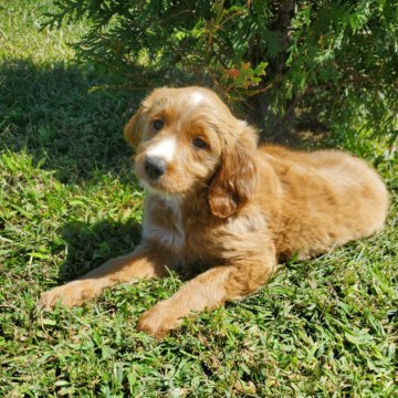 Girl 6 Mini Goldendoodle