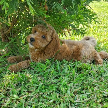 Girl 7721 F1B Mini Goldendoodle