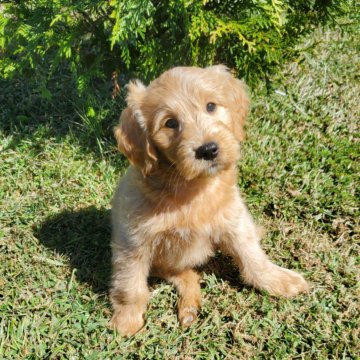 Girl 7 Mini Goldendoodle