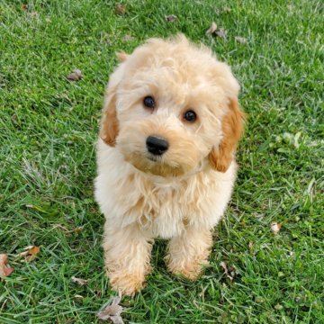 Cassidy F1B Mini Goldendoodle