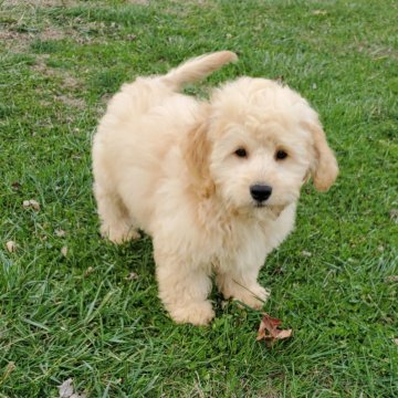 Jamin F1B Mini Goldendoodle