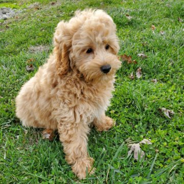 Jennifer F1B Mini Goldendoodle