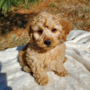 Jeriah F1B Mini Goldendoodle