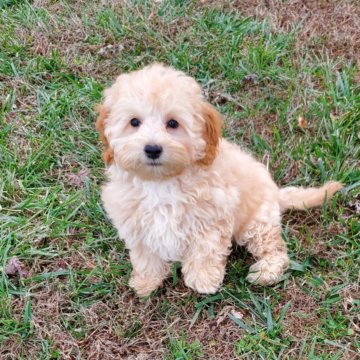 Molly F1B Mini Goldendoodle