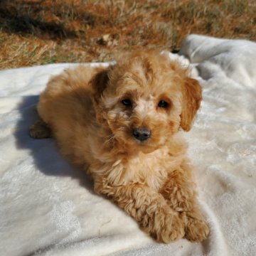 Sherry F1B Mini Goldendoodle