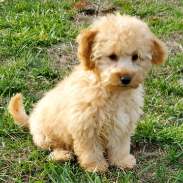 Sherry F1B Mini Goldendoodle