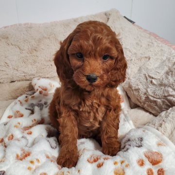 Boy 0131 F1B Mini Goldendoodle