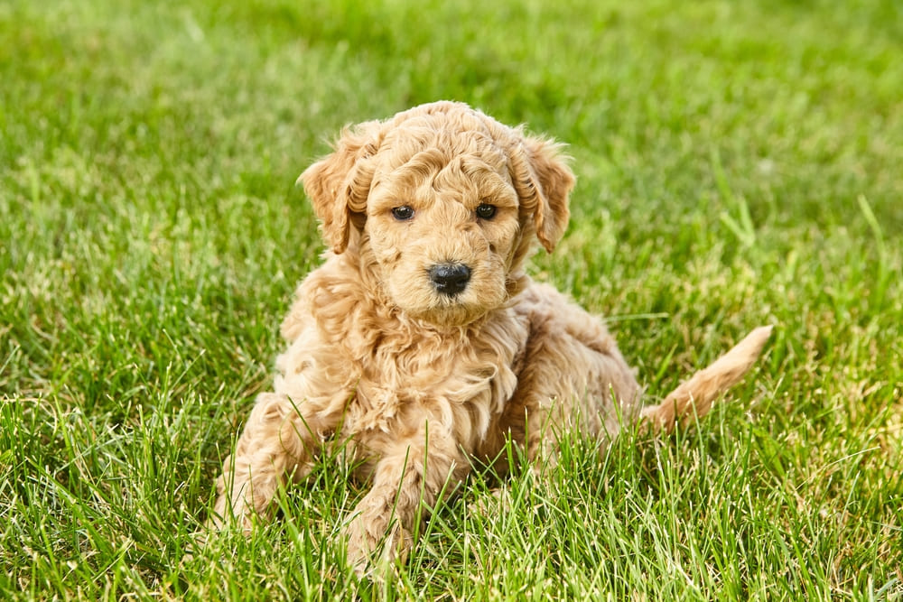 Mini Goldendoodle personality traits