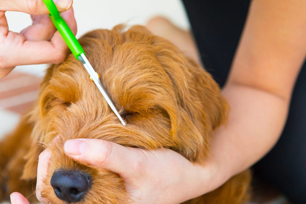 Groom a Miniature Goldendoodle