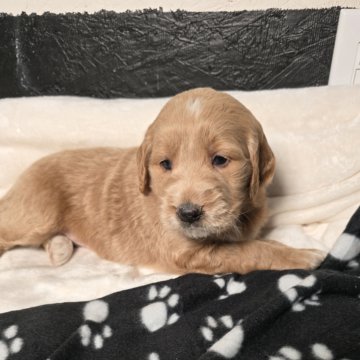 Girl 4226 Mini Goldendoodle
