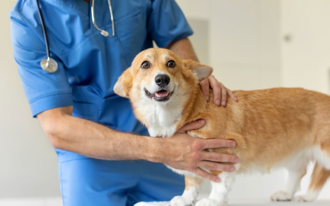 Top Veterinary Care: Your Comprehensive Pet Care Guide