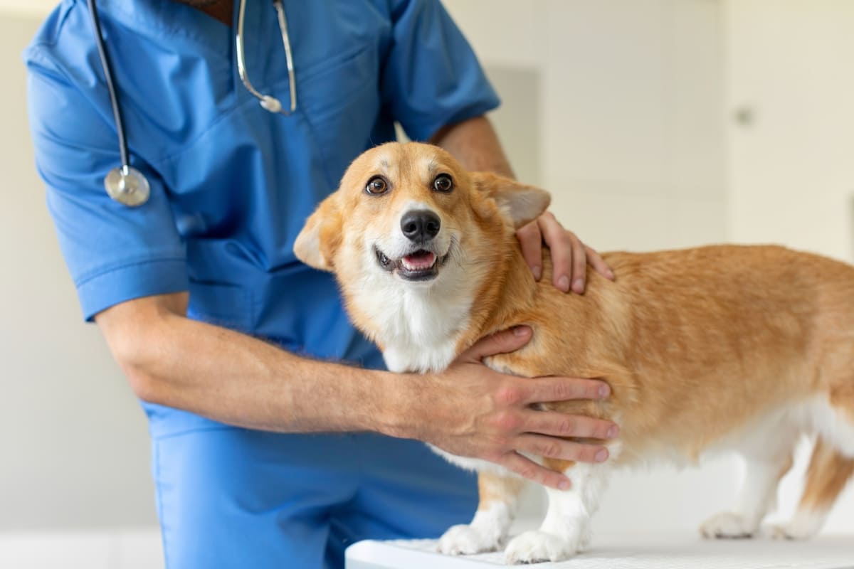 Top Veterinary Care: Your Comprehensive Pet Care Guide