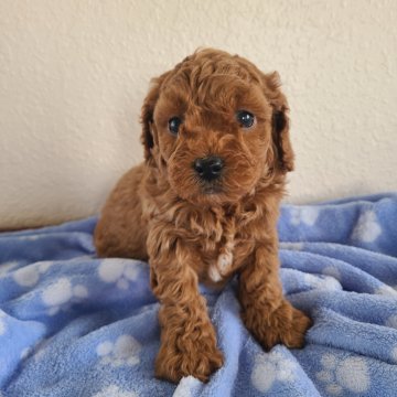 Boy 2 – Mini F1B Cavapoo