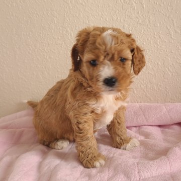 Girl 2 – Mini F1B Cavapoo