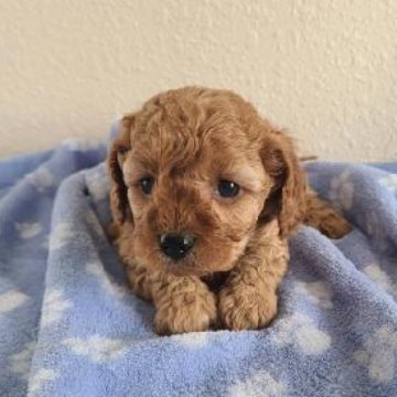 Boy 3 – Mini F1B Cavapoo
