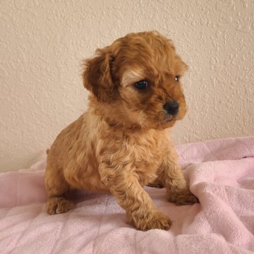 Girl 3 – Mini F1B Cavapoo