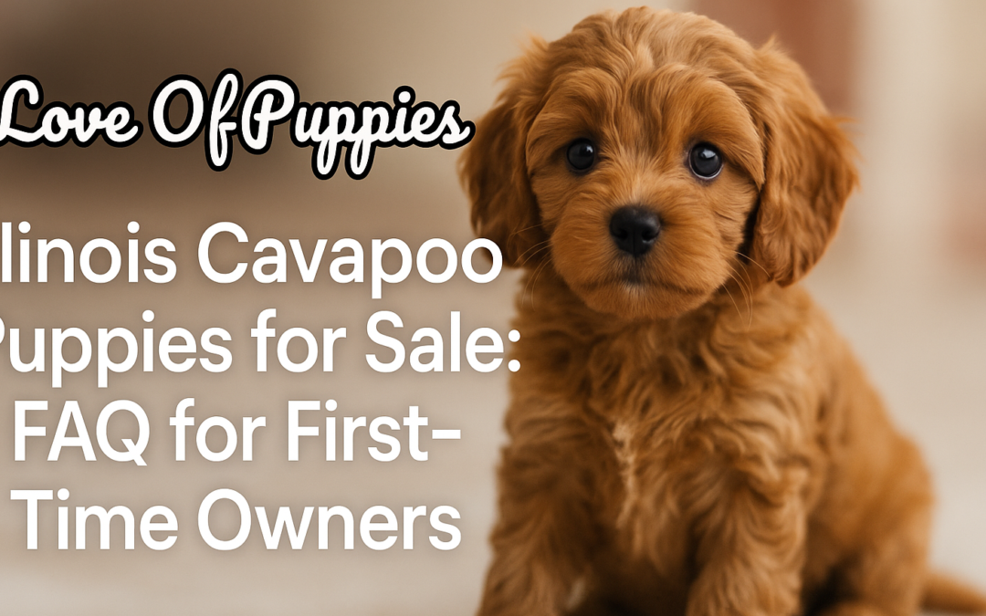 Illinois Cavapoo Puppies for Sale: FAQ for First-Time Owners