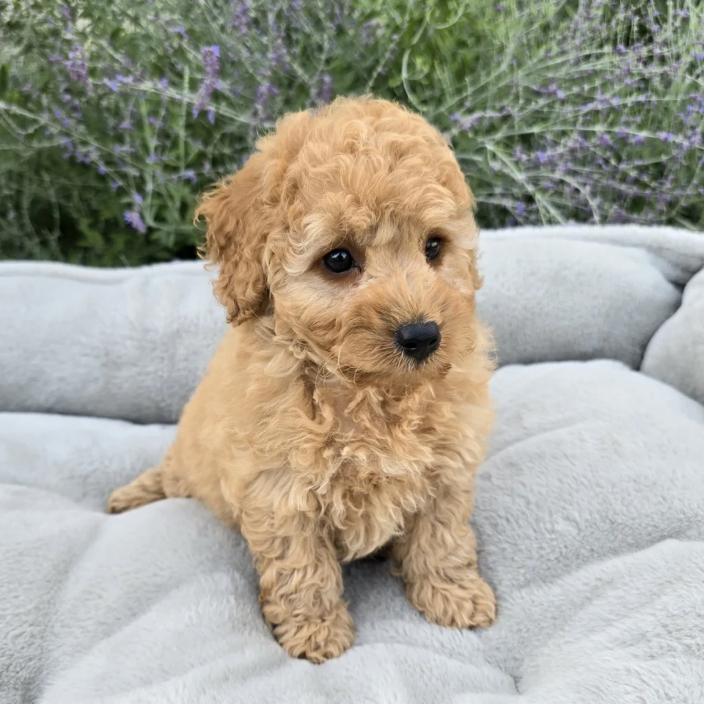Boy 1707 F1B Mini Goldendoodle