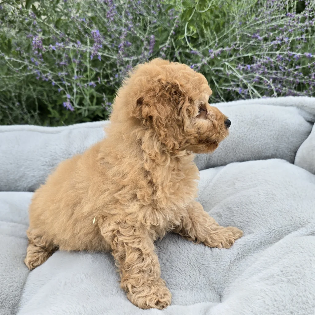 Boy 1707 F1B Mini Goldendoodle
