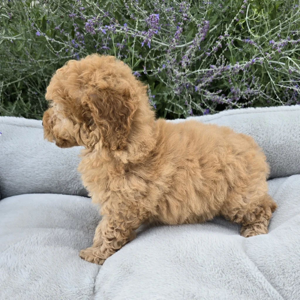 Boy 1707 F1B Mini Goldendoodle