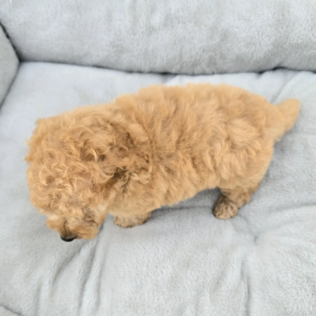 Boy 1707 F1B Mini Goldendoodle