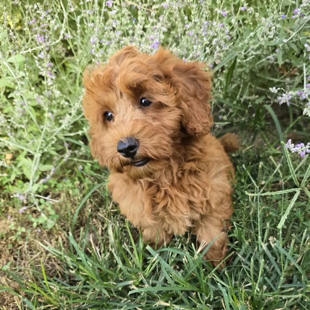 Playful red Goldendoodle puppy standing in green grass with lavender flowers in the background, looking slightly to the side with a curious expression