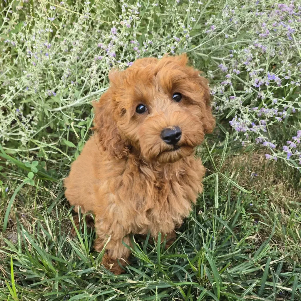 Sweet red Goldendoodle puppy sitting in grass with head tilted, looking up with wide eyes in front of soft purple flowering plants