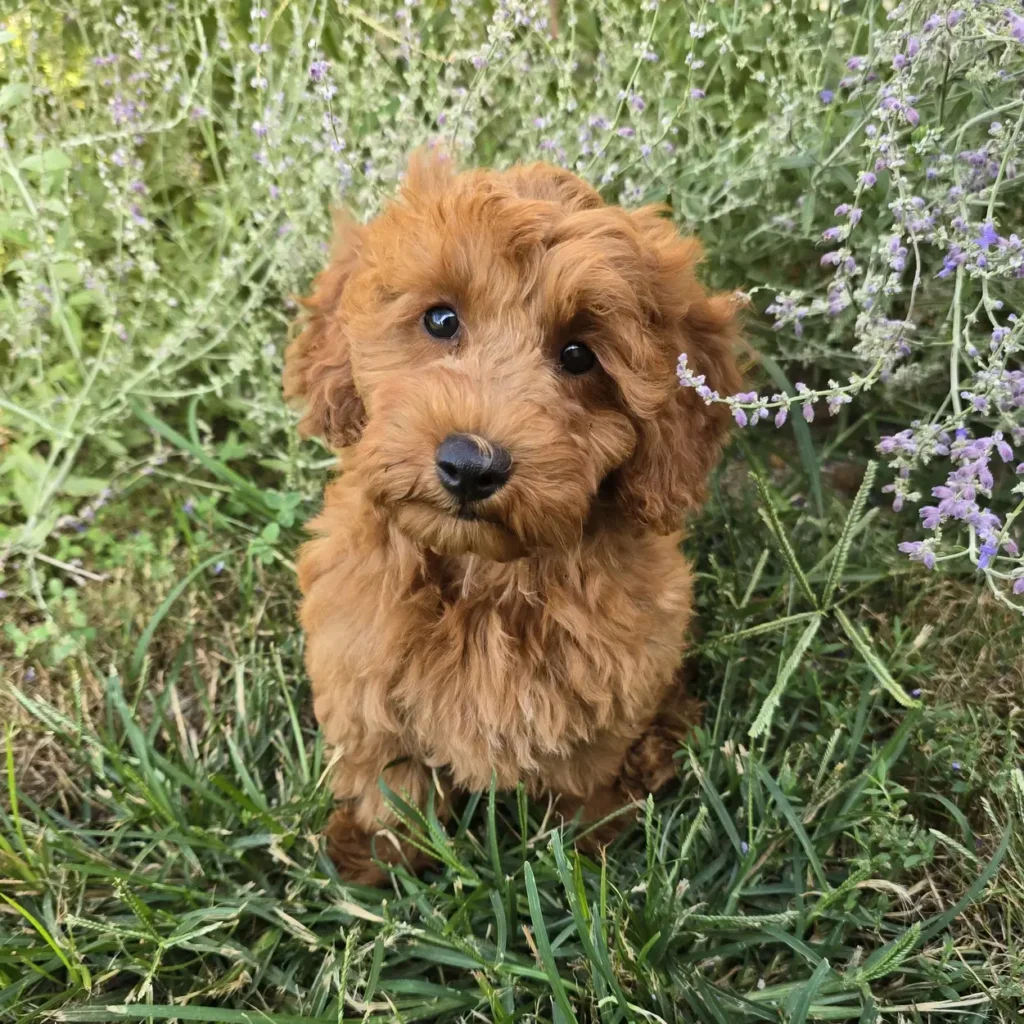 Curly red Goldendoodle puppy sitting in green grass with head tilted and soft lavender flowers surrounding its face, giving an endearing expression