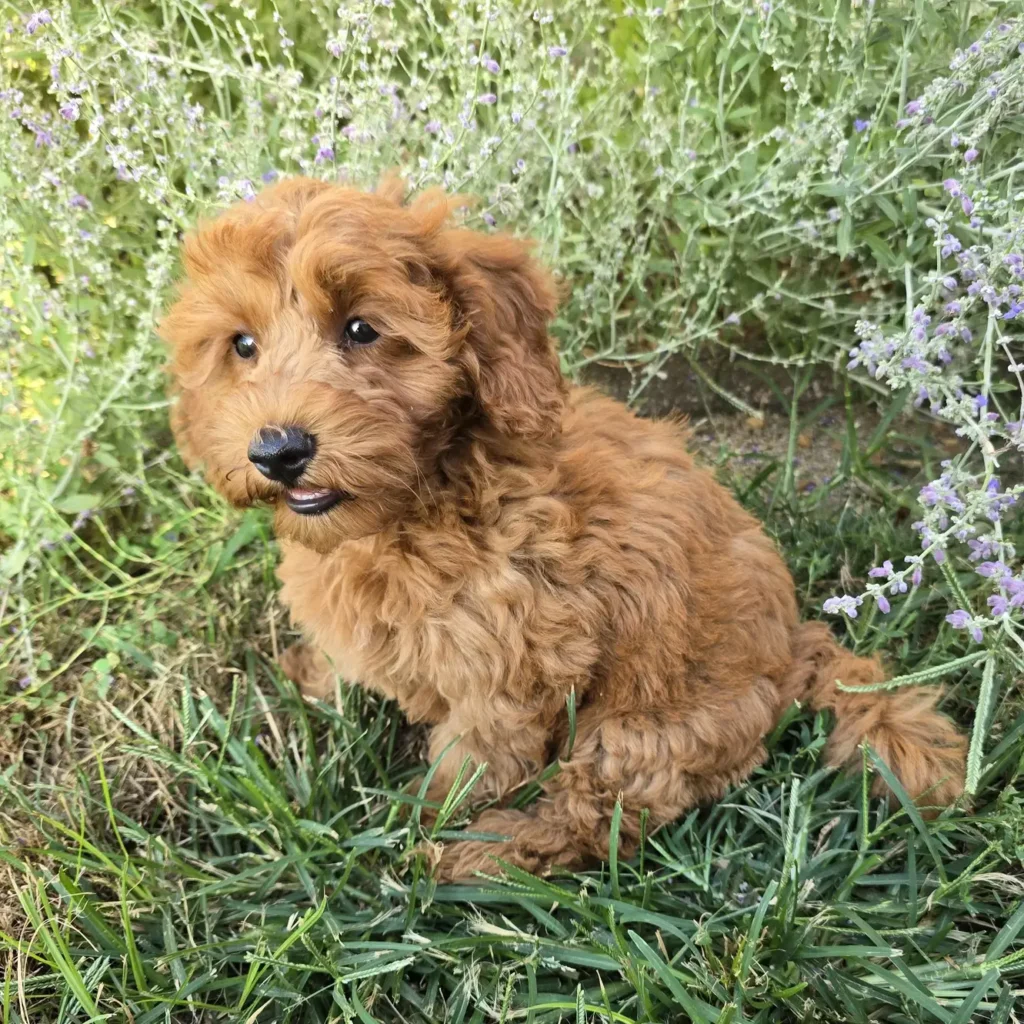 Happy red Goldendoodle puppy sitting in lush green grass, mouth slightly open with a playful expression, surrounded by light purple wildflowers