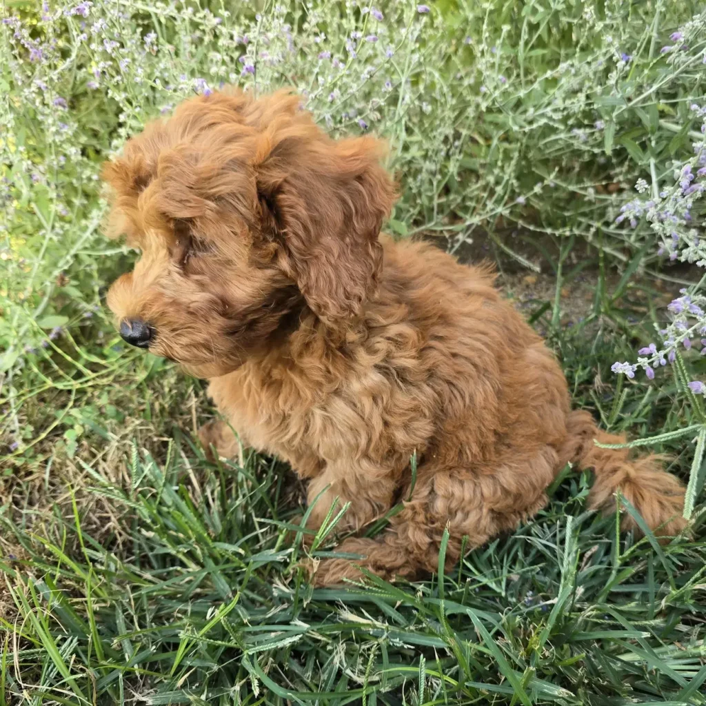 Side profile of a red Goldendoodle puppy sitting quietly in green grass, surrounded by soft purple flowering plants