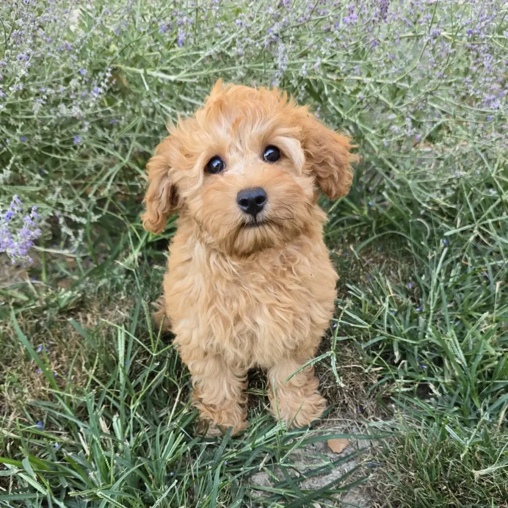 Fluffy Goldendoodle puppy sitting in green grass with wide eyes and a slight head tilt, surrounded by lavender flowers