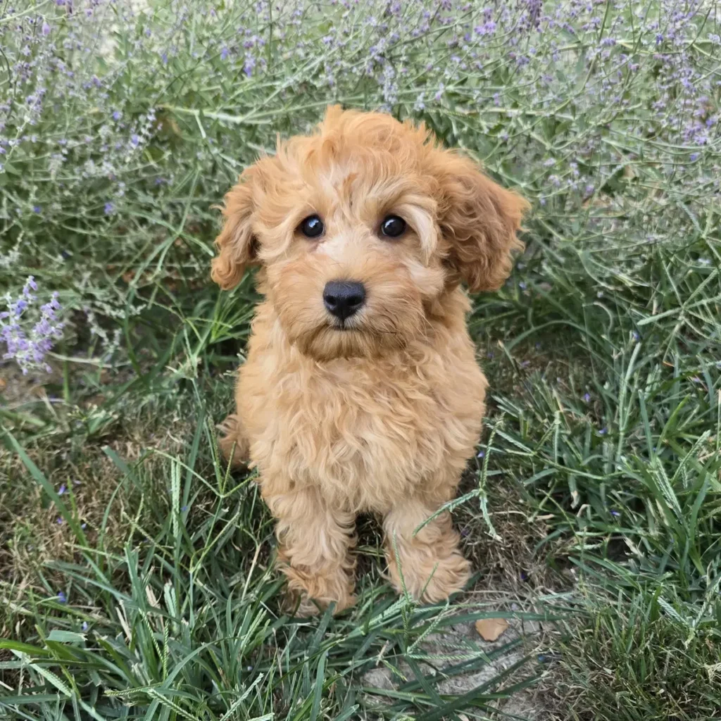 Alert apricot Goldendoodle puppy sitting upright in grass, looking directly at the camera with lavender blooms in the background
