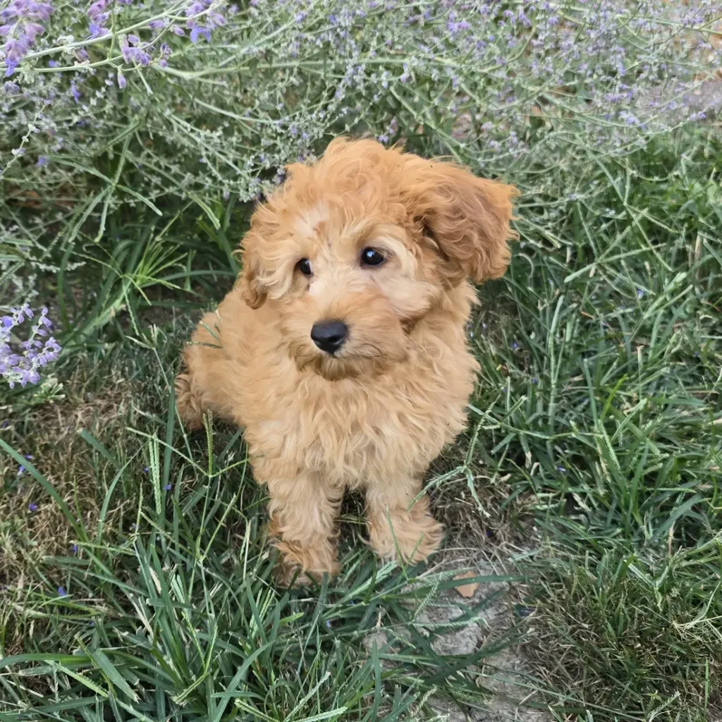 Goldendoodle puppy with soft apricot curls sitting in grass and glancing to the side, framed by delicate purple flowers