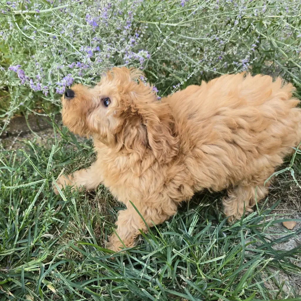 Playful Goldendoodle puppy stretching forward to sniff a lavender flower, with curly coat and tail up