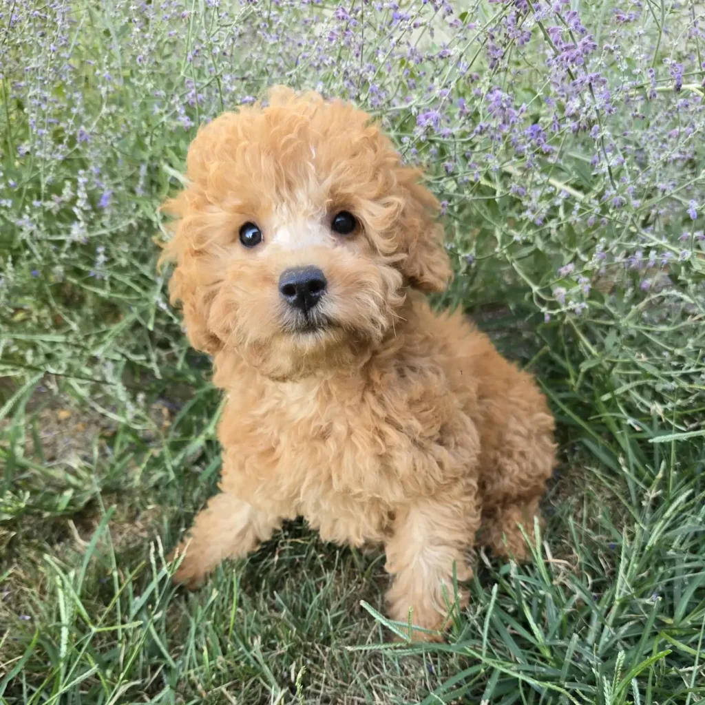 Adorable Goldendoodle puppy with a creamy snout sitting in green grass, surrounded by lavender flowers, gazing at the camera