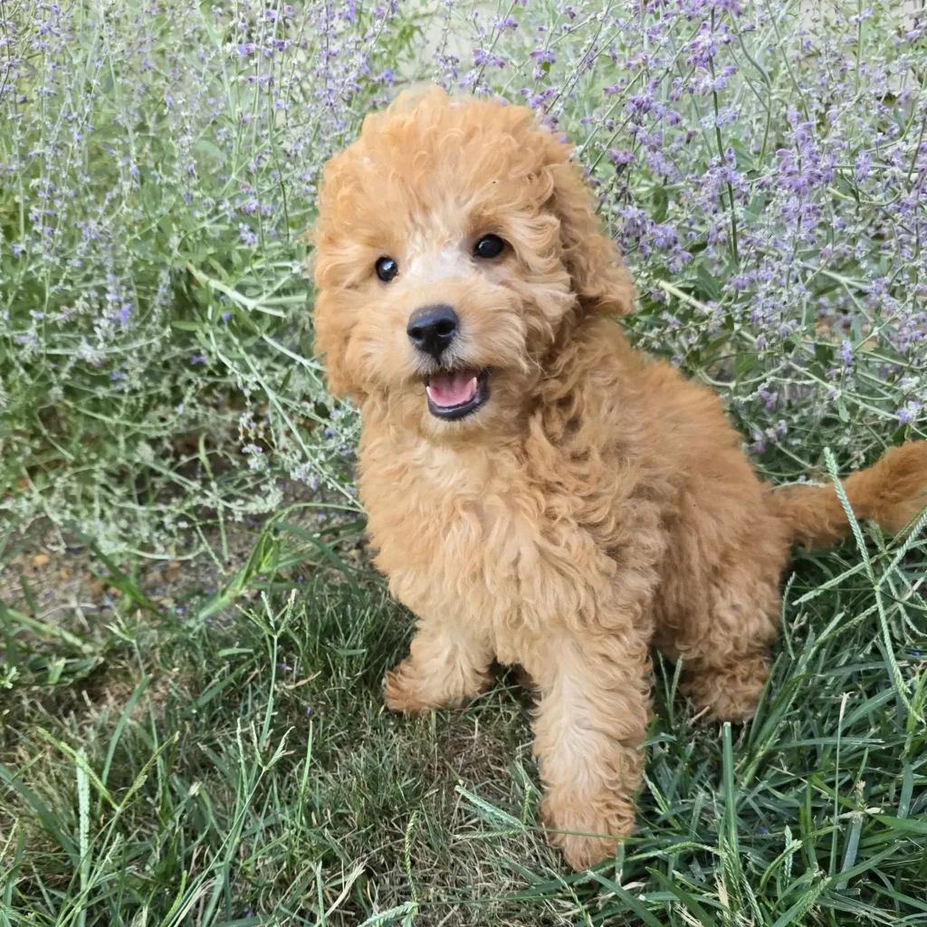 Smiling cream-faced Goldendoodle puppy sitting in grass with soft curls and blooming lavender in the background