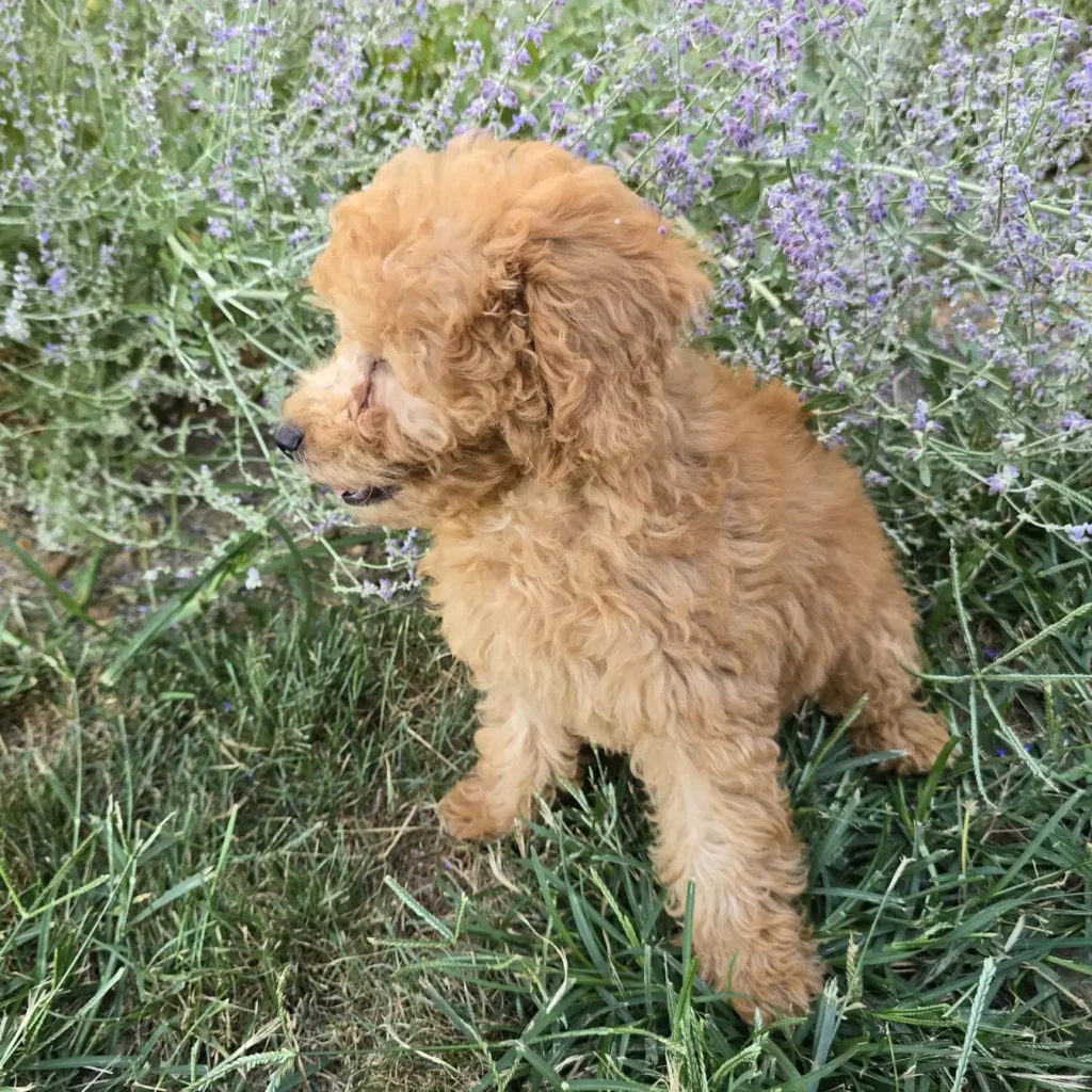 Side profile of a fluffy Goldendoodle puppy with apricot coat looking at lavender blooms in a grassy area