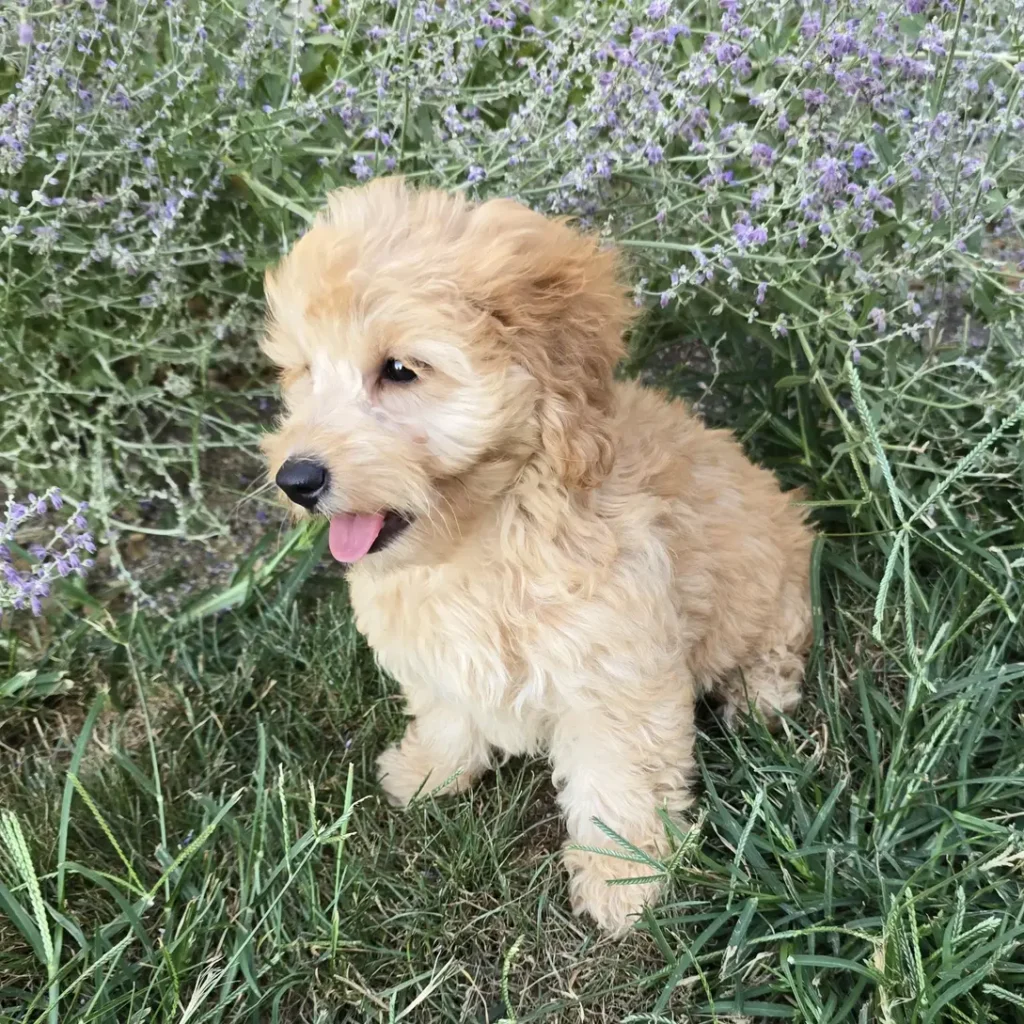 Smiling Goldendoodle puppy with pale apricot curls sitting in the grass, looking to the side with tongue showing slightly