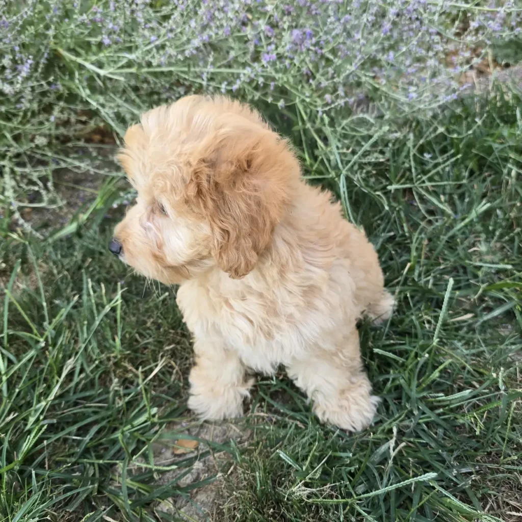 Cream-colored Goldendoodle puppy sitting in tall grass with its head turned to the left, lavender flowers in the background