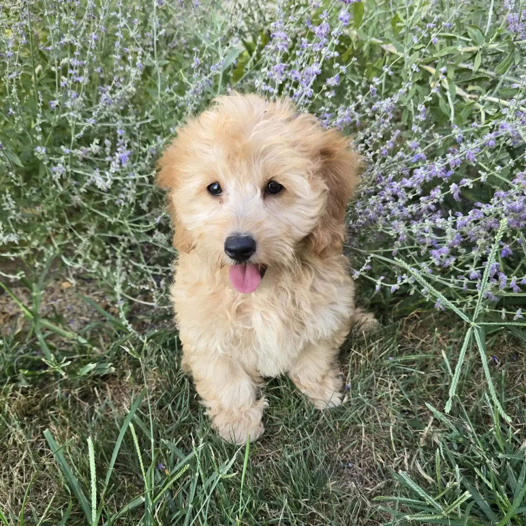 Happy light-coated Goldendoodle puppy sitting in front of blooming lavender, tongue out and facing the camera