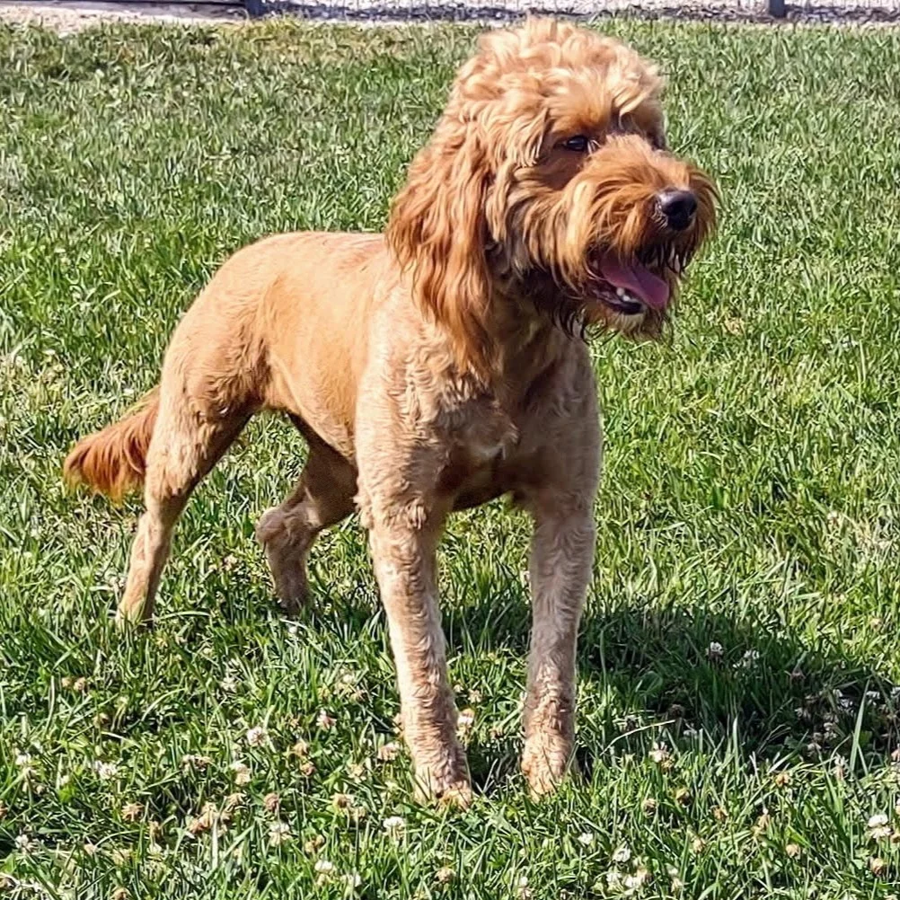 Apricot Labradoodle with a freshly trimmed coat standing alert in green grass, looking to the side with mouth open.