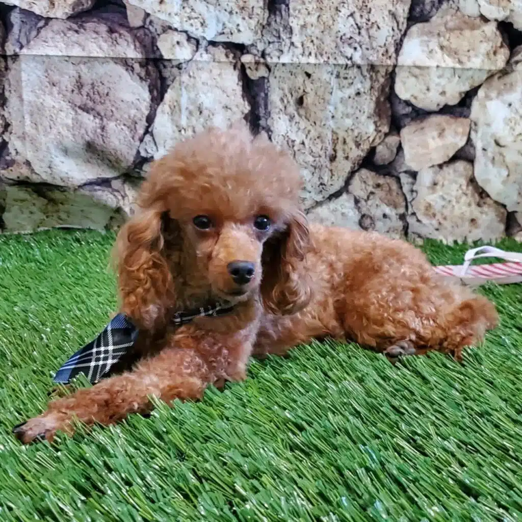 Red miniature poodle lying on artificial grass in front of a stone-patterned backdrop, wearing a plaid necktie.