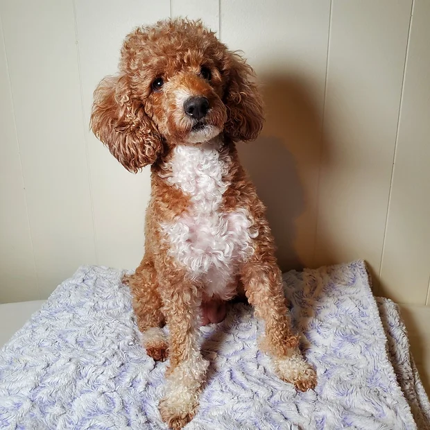 Miniature Poodle