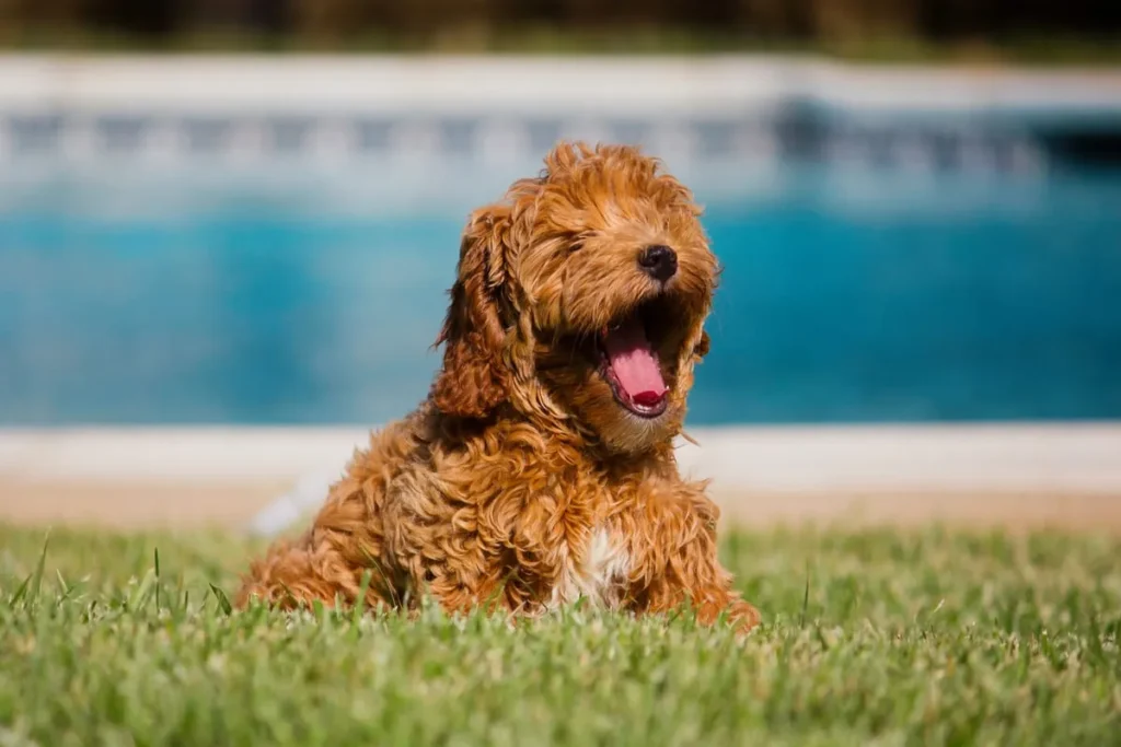 Goldendoodle puppy
