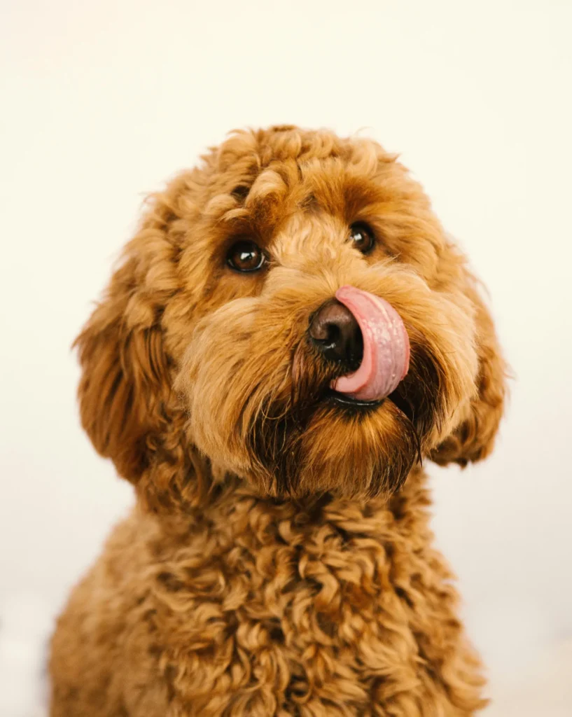 Love of Puppies