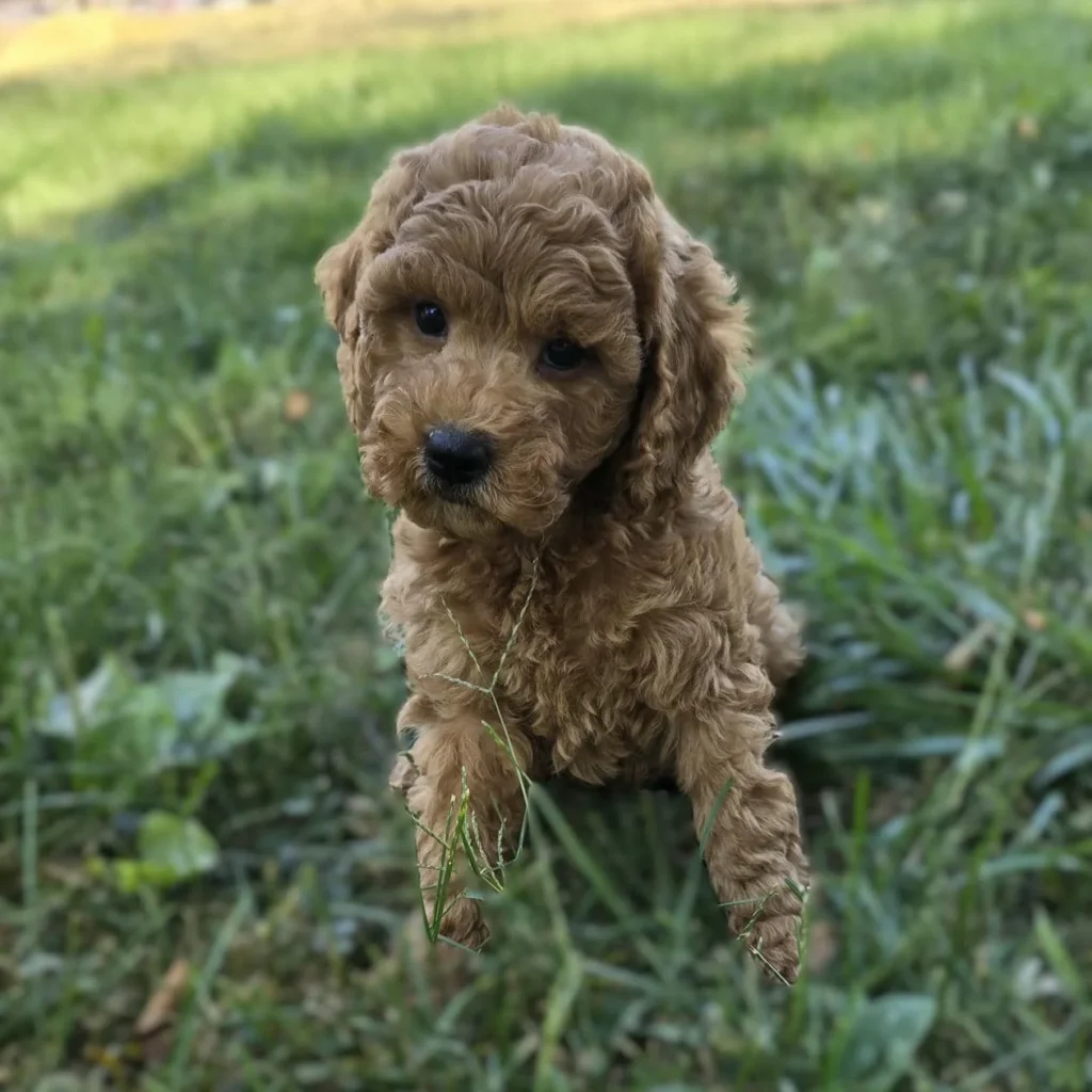 Fluffy dog playing in grass.