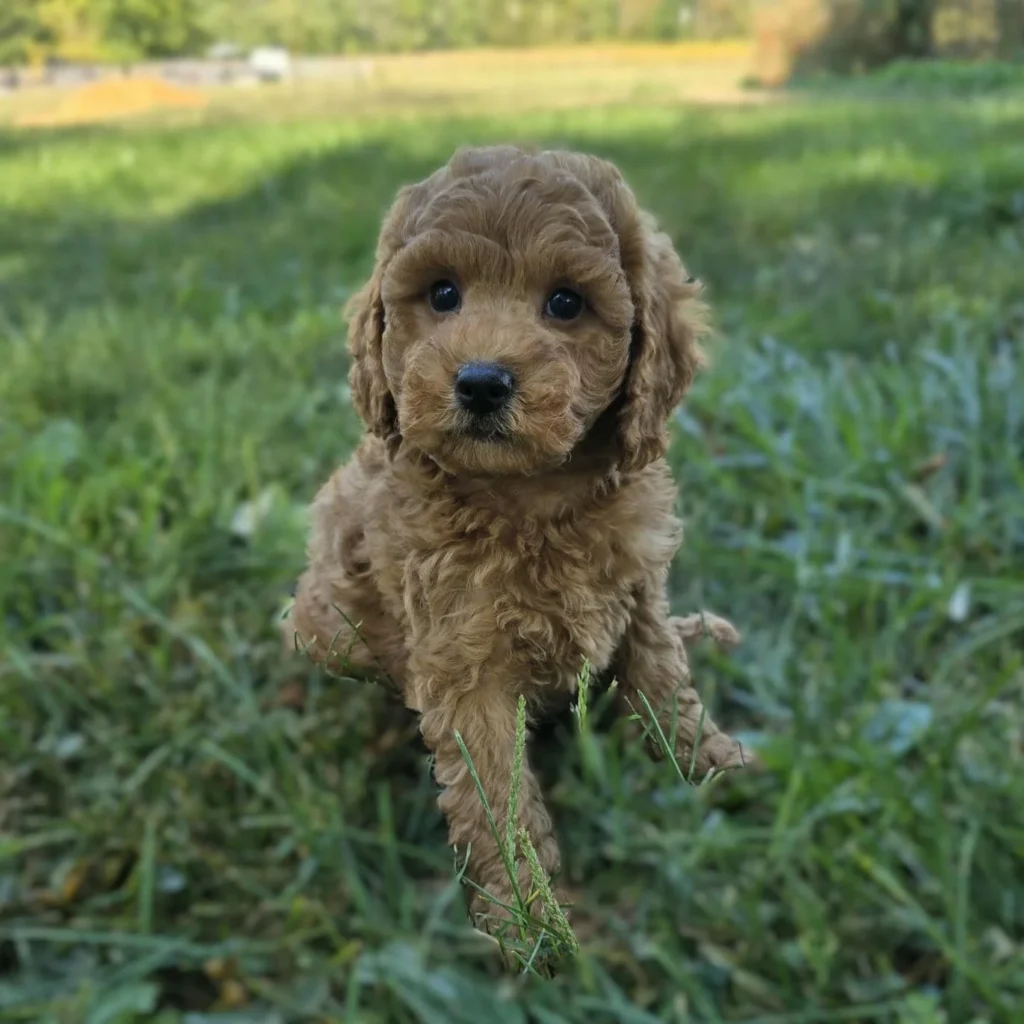 Fluffy dog sitting in grass.