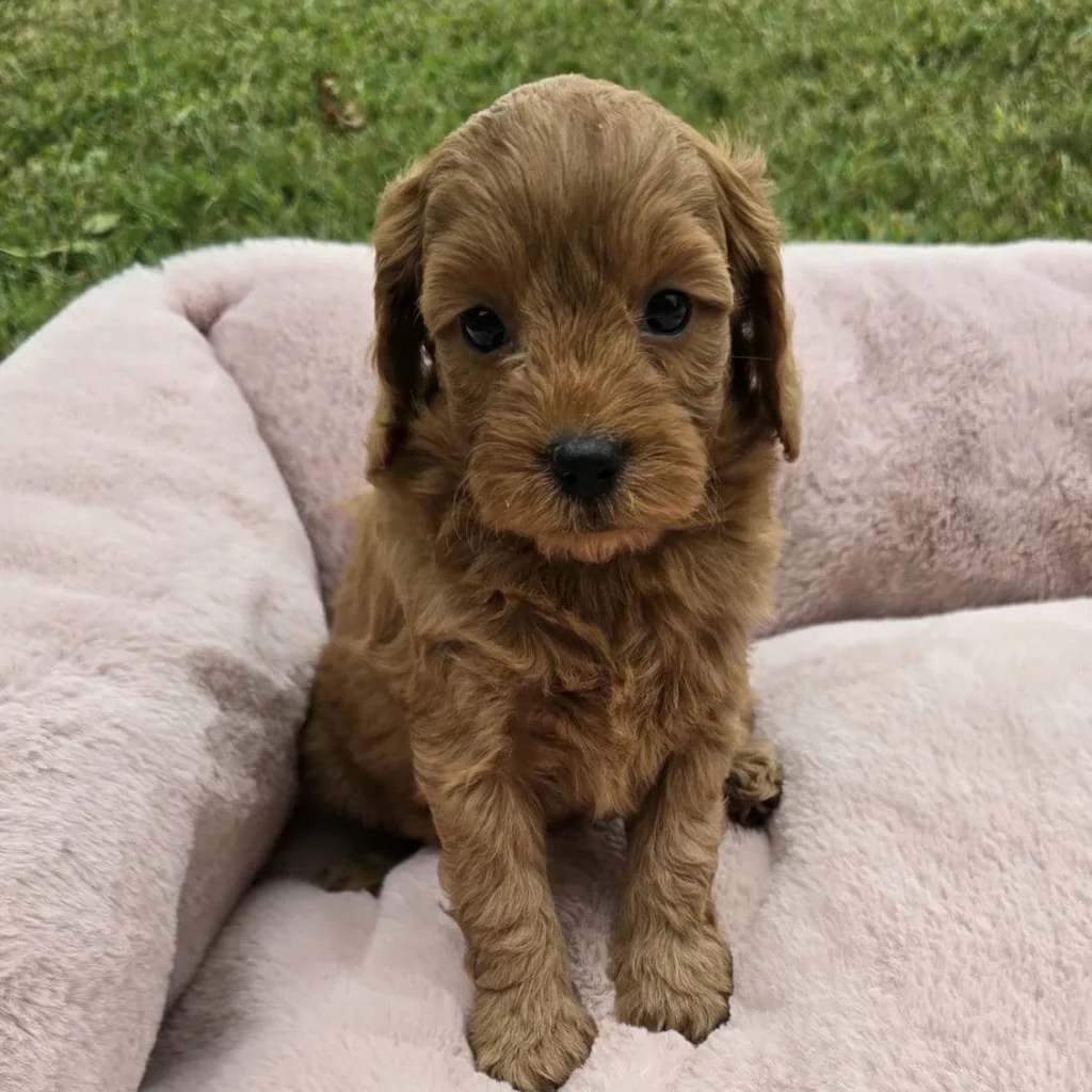 Cute Goldendoodle puppy sitting upright on pink bed with soft fur