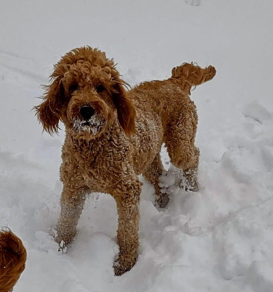 Curly-coated red Goldendoodle standing in fresh snow with snow clinging to its face and legs, looking directly at the camera.